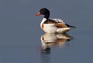 Shelduck: Common Shelduck