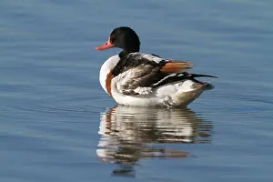 Shelduck: Common Shelduck