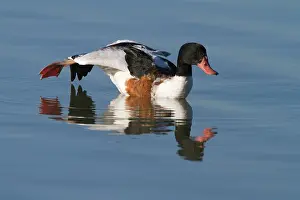 Shelduck: Common Shelduck