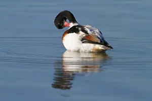 Shelduck: Common Shelduck