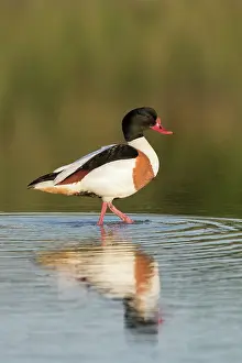 Shelduck: Common Shelduck - adult male - Germany