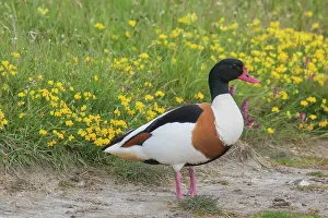 Shelduck: Common Shelduck - adult male - Germany
