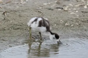 Tadorna: Common Shelduck - duckling - Germany