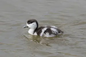 Tadorna: Common Shelduck - duckling swimming - Germany