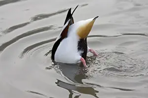 Shelducks: Common shelduck - feeding