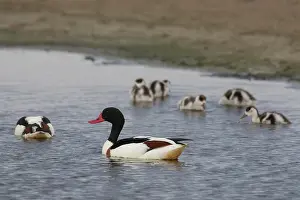 Tadorna: Common Shelduck - female with ducklings - Germany