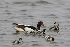 Shelduck: Common Shelduck - female with ducklings - Germany