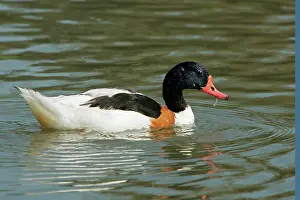 Shelducks: Common Shelduck - male