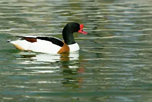 Shelduck: Common Shelduck male