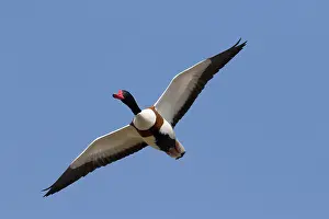 Shelduck: Common Shelduck - male in flight - Germany
