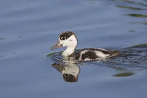 190219: Common Shelduck - swimming duckling - Germany