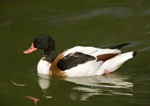 Shelducks: Common Shelduck, swimming. Non-breeding plumage