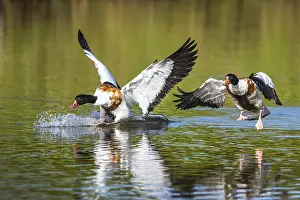Shelduck: Common Shelduck, Tadorna tadorna birds in fight on water