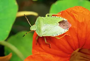 Prasina: Common Shield Bug - on flower