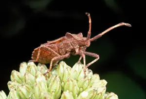 Marginatus: Common Shield Bug - on flower