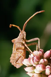 Marginatus: Common Shield Bug / Stink bug