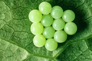 Stink: Common Shield Bug / Stink bug Eggs