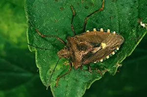 Coreus: Common Shield Bug / Stink bug - In forest