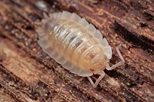 Woodlouse: Common Shiny Woodlouse