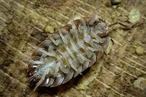 Lincolnshire: Common Shiny Woodlouse