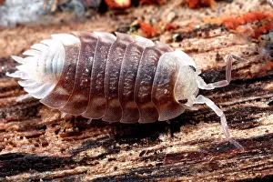 Woodlouse: Common Shiny Woodlouse