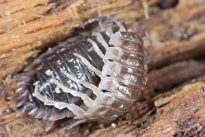 Shiny: Common Shiny Woodlouse