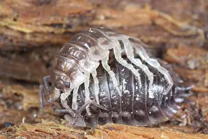 Shiny: Common Shiny Woodlouse
