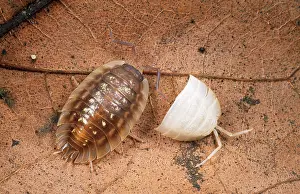 Woodlice: Common Shiny WOODLOUSE - moulting