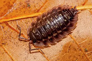 Woodlouse: A common shiny woodlouse (Oniscus asellus) walking