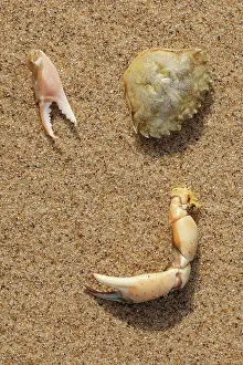 Shield: Common Shore Crab