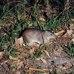 Bandicoot: Common Short-nosed / Brown Bandicoot