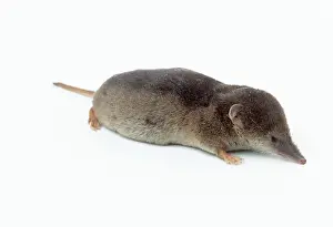 Shrews: Common SHREW