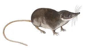 Shrew: Common Shrew