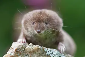 Shrews: Common Shrew - on stone in garden