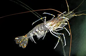 Seafood: Common Shrimp