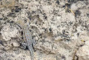 Blotched: Common Side-blotched Lizard