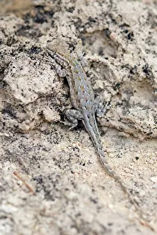 Blotched: Common Side-blotched Lizard