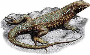 Blotched: Common Side-Blotched Lizard