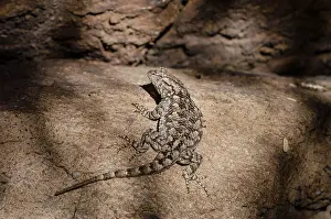 Blotched: Common side-blotched lizard (Uta stansburiana)