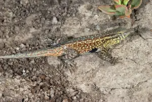 Blotched: Common Side-blotched Lizard, Uta stansburiana