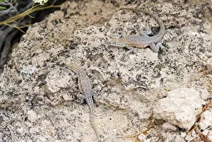 Blotched: Common Side-blotched Lizards