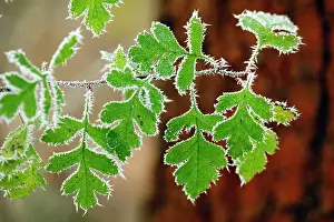 Hawthorns: Common / Single-seeded Hawthorn - leaves covered