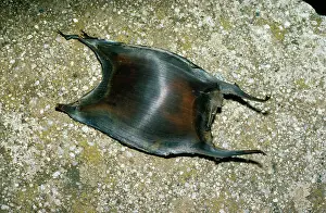Mermaid: Common Skate - Egg Case / Mermaid's purse