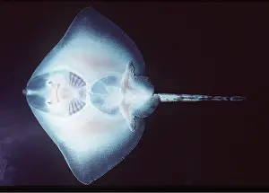 Transparent: Common SKATE - underside