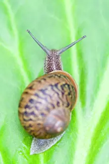 Aspersa: Common Snail - on Bergenia leaf
