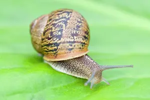 Aspersa: Common Snail - on Bergenia leaf