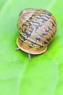 Aspersa: Common Snail - eyes emerging