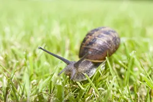 Snails: Common Snail on grass - Norfolk UK