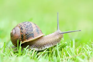 Aspersa: Common Snail on lawn
