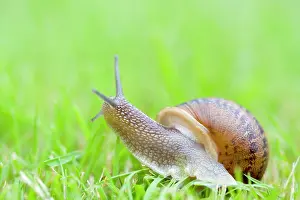 Aspersa: Common Snail on lawn